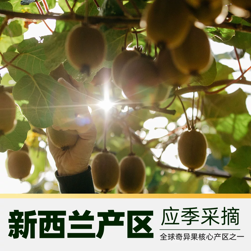 佳沛超大果黄心猕猴桃10粒礼盒装 70.07元 - 线报酷