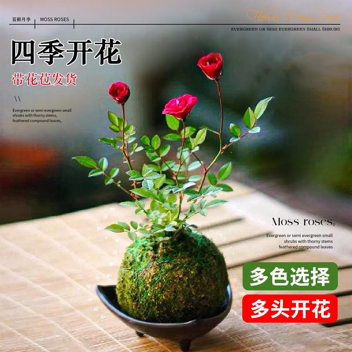 艾莹超微水培姬月季四季开花卉阳台桌面迷你小盆栽水中美人苔藓球植物粉色超微姬月季 9.9元 - 86线报