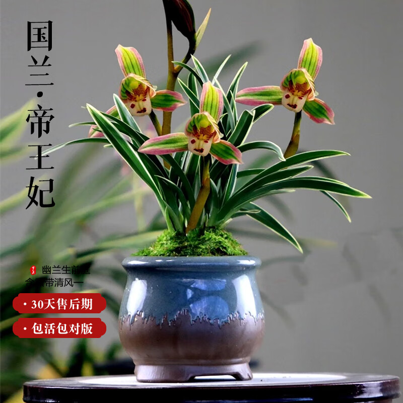 艾莹建兰金边鹤艺矮种帝王妃兰花苗3壮苗+配开花肥 8.38元 - 86线报