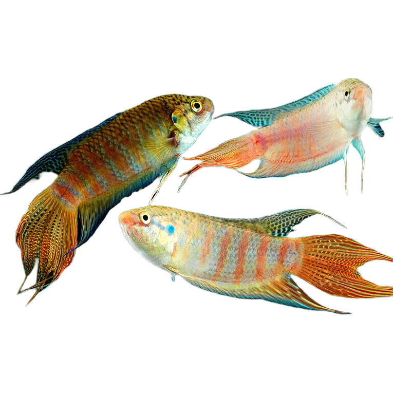 中国斗鱼菩萨鱼 普叉鱼5-7cm 3条 送饲料 9.87元 - 86线报