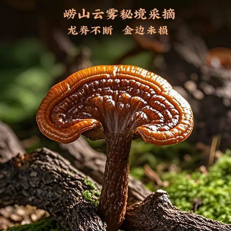 福東海 福东海整朵灵芝600克 中秋节礼盒 券后55元 满99减44元 - 线报酷