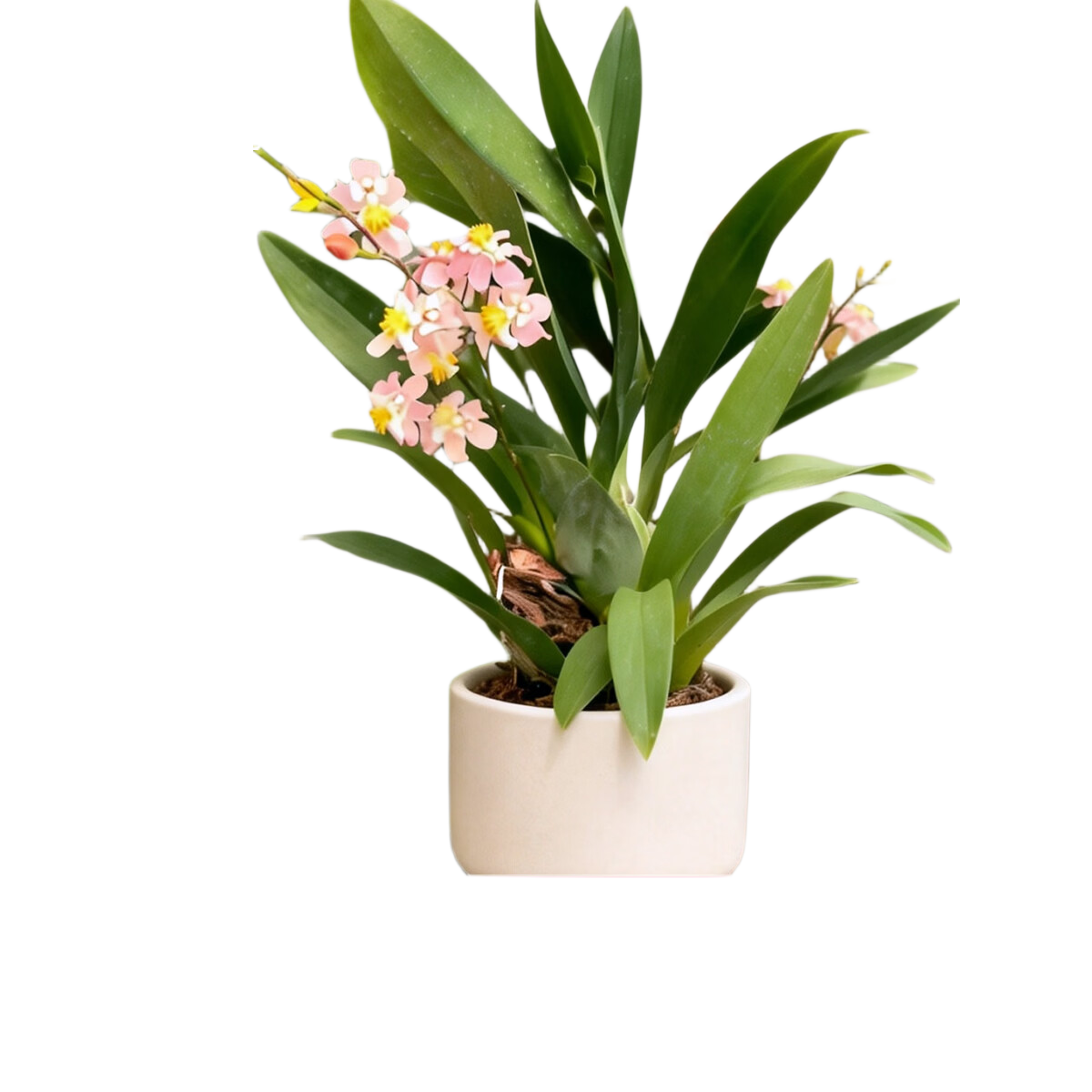 海蒂的花园文心兰盆栽鲑鱼粉含盆高20cm赠红陶盆 11.45元 - 86线报 海蒂的花园文心兰盆栽鲑鱼粉含盆高20cm赠红陶盆 11.45元 - 86线报