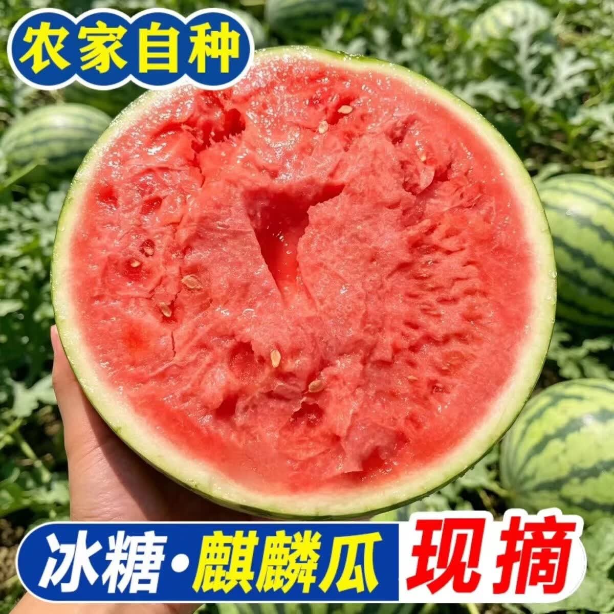 正宗河南夏邑冰糖麒麟美都无籽西瓜5-7斤1粒净重5斤+ 9.99元 - 86线报