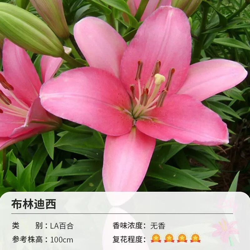 虹越进口百合种球3球东方香水百合花卉裸球布林迪西（12/14） 6.15元 - 86线报