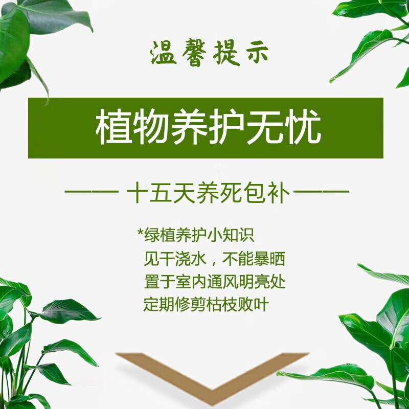 泰西丝金边吊兰绿植室内办公室绿色植物金边吊兰+早安盆 5.9元 - 86线报