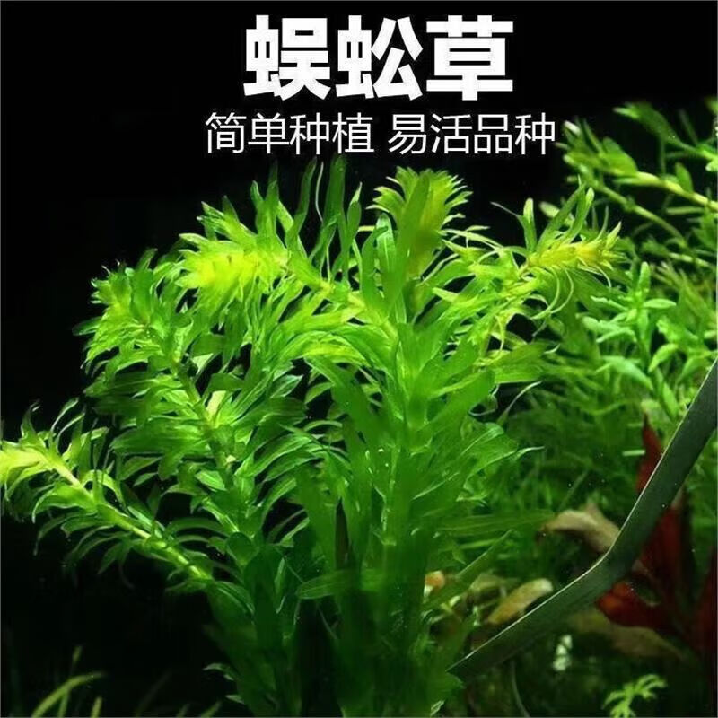 蜈蚣草15颗 1.78元 - 86线报