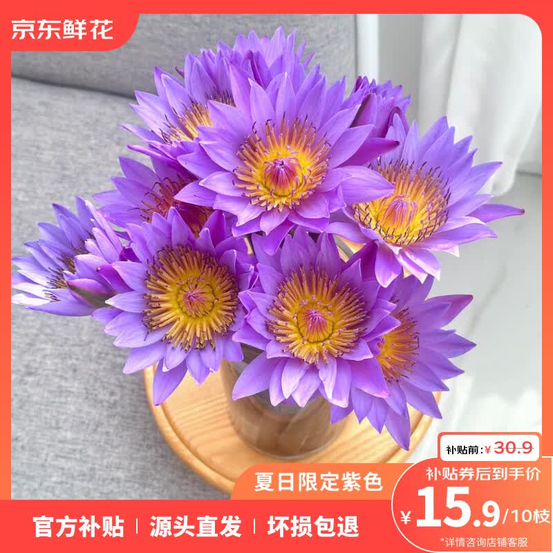 鲜花 紫色睡莲 枝 鲜切花 券后15.9元 满30减15元 - 86线报