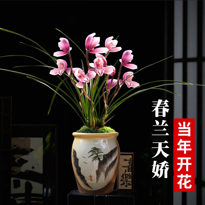 劉閣蘭花春兰粉花天娇兰花盆栽带花苞客厅室内好养花卉绿植物天骄2苗连体送肥当年上花 7.43元 - 86线报
