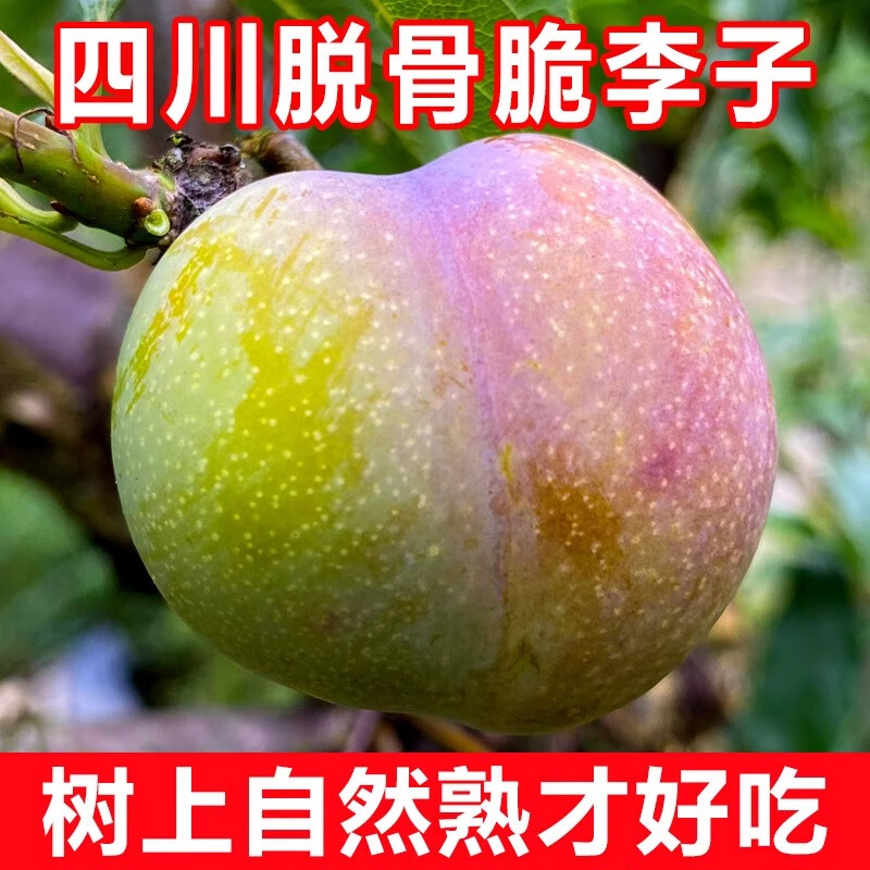 果领队正宗四川脱骨李新鲜孕妇水果5斤青红脆李单果15-18克 10.8元 - 86线报 果领队正宗四川脱骨李新鲜孕妇水果5斤青红脆李单果15-18克 10.8元 - 86线报