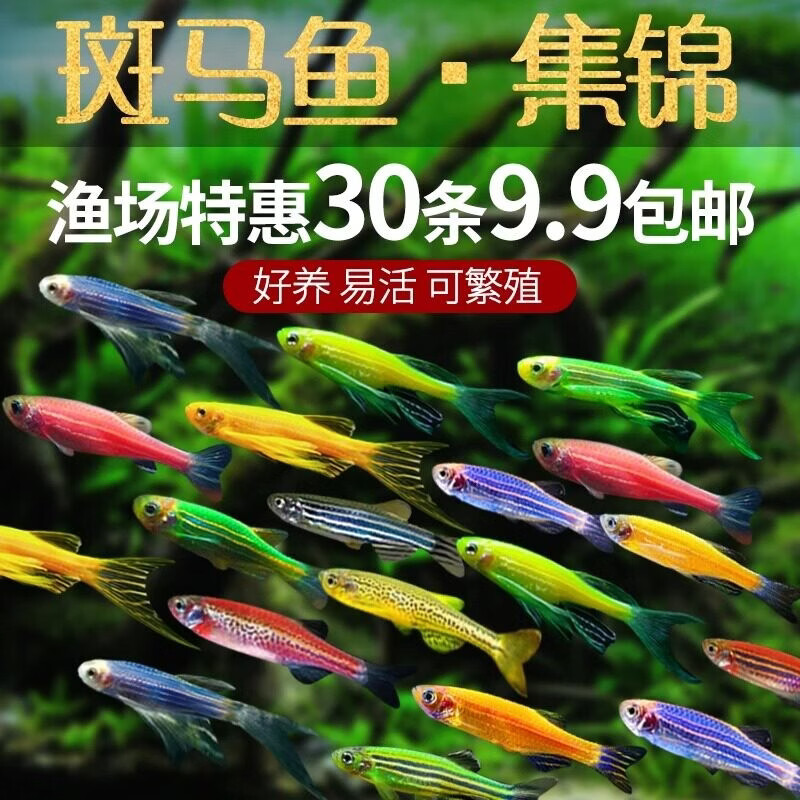 宠小侠七彩斑马鱼观赏鱼混色斑马1-3cm25送5备损 9.9元 - 86线报 宠小侠七彩斑马鱼观赏鱼混色斑马1-3cm25送5备损 9.9元 - 86线报