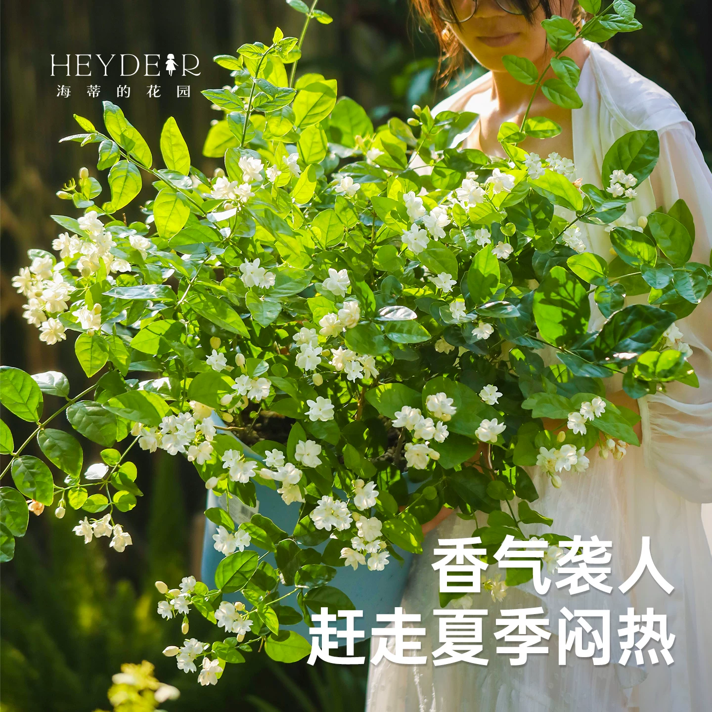 海蒂的花园ML-26-01重瓣茉莉花盆栽带花苞耐热阳台 19.8元 - 86线报 海蒂的花园ML-26-01重瓣茉莉花盆栽带花苞耐热阳台 19.8元 - 86线报