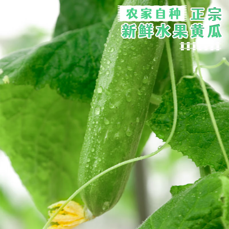 寿光水果黄瓜带箱2斤净重1.8斤 3.99元 - 86线报