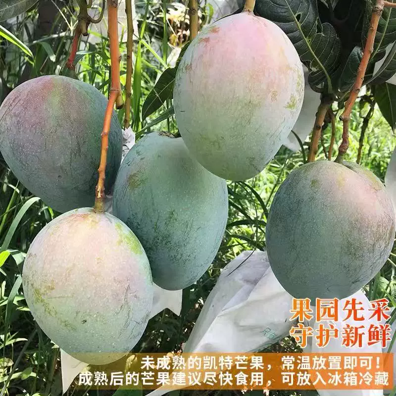 现摘攀枝花凯特大甜芒果新鲜水果当季整箱现摘青皮大芒果产地直发 4.8元 - 86线报