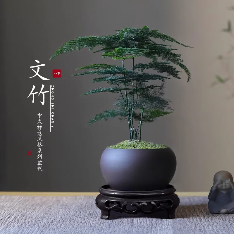 八芽文竹苔藓白发藓绿植禅意盆文竹-含密胺托带盆栽好 6.9元 - 线报酷