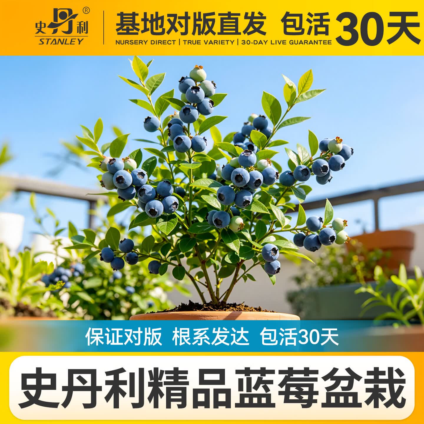 史丹利蓝莓树果苗蓝莓F6标准培育苗 18.8元 - 86线报 史丹利蓝莓树果苗蓝莓F6标准培育苗 18.8元 - 86线报