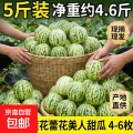 山东头茬花美人甜瓜 5斤装 约4.6斤 4-6枚 14.1元 图片 1