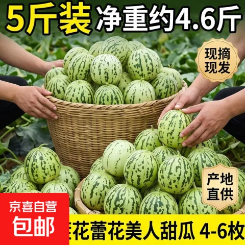 山东头茬花美人甜瓜 5斤装 约4.6斤 4-6枚 14.1元 图片 1