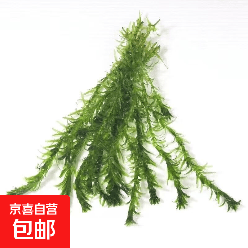 蜈蚣草15颗 1.78元 - 86线报