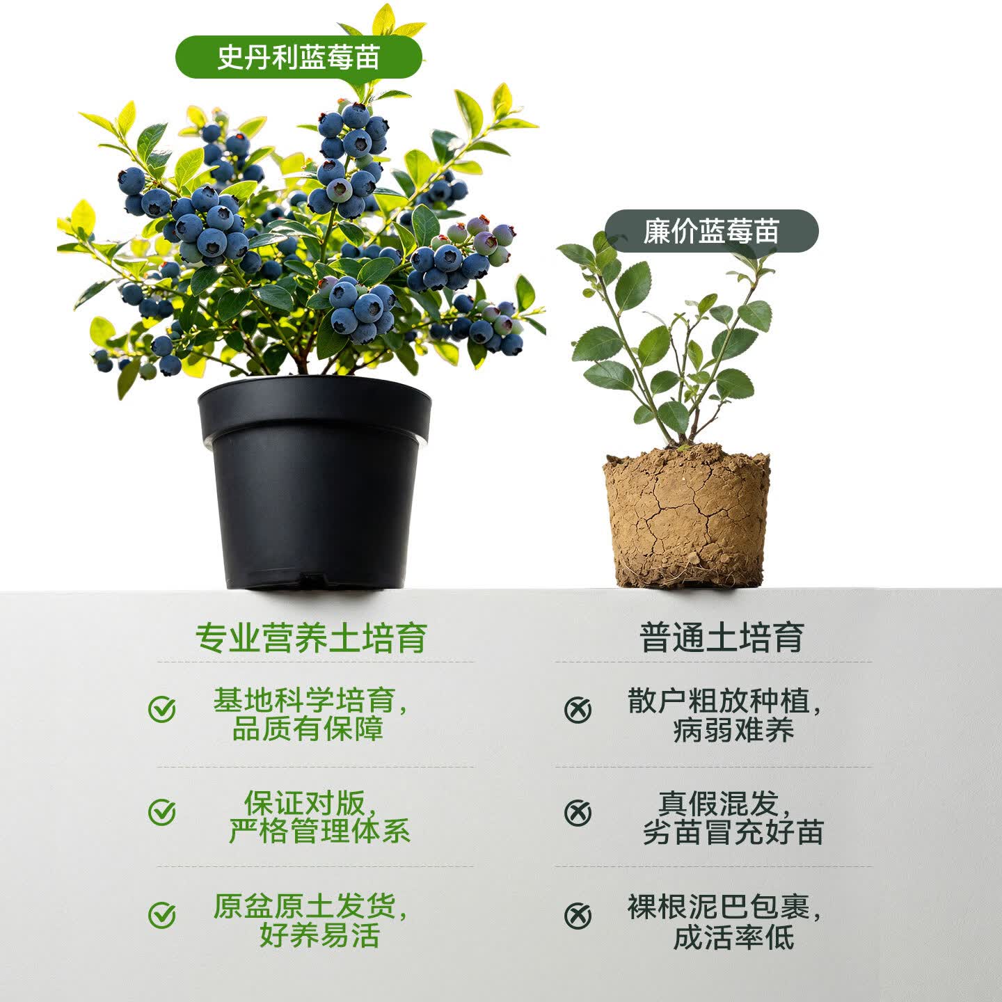 史丹利蓝莓树果苗蓝莓F6标准培育苗 18.8元 - 86线报