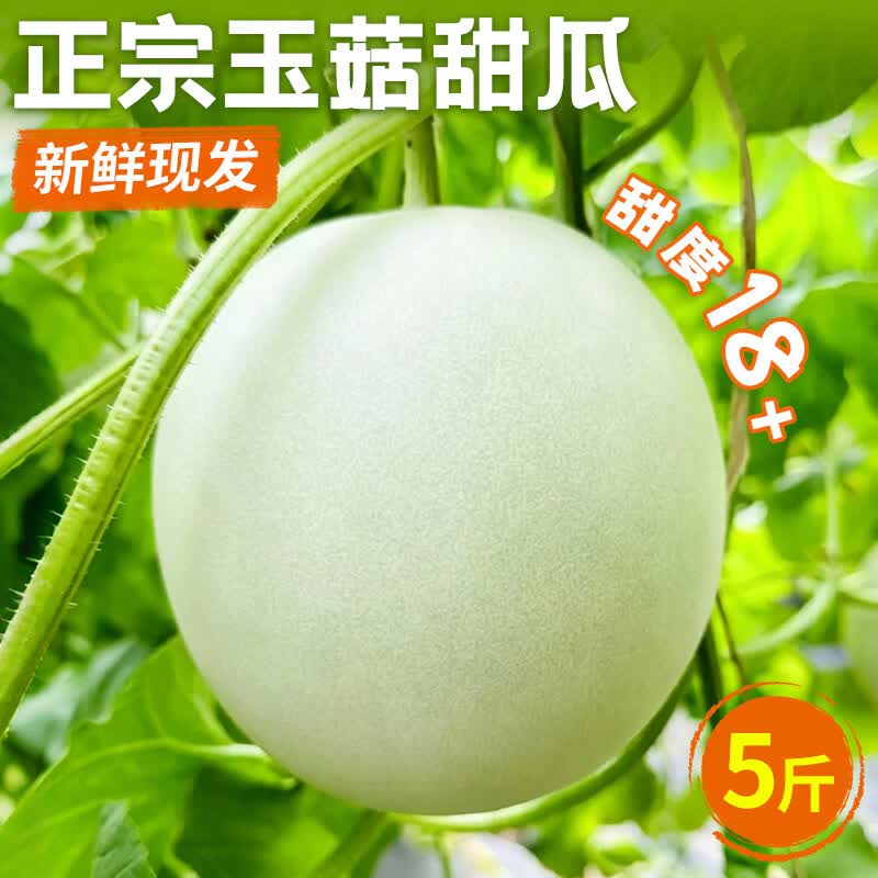 春福乐山东玉菇甜瓜新鲜蜜瓜香瓜冰淇淋瓜5斤装 11.9元 - 86线报