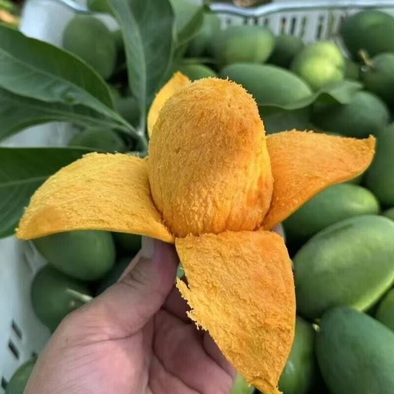 甜心芒 青芒 台农芒 新鲜多汁 软糯香甜 核薄肉厚 9斤 18.9元 - 86线报
