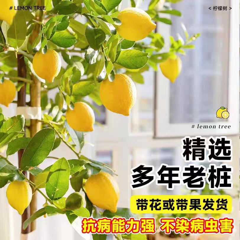 花财主柠檬树客厅盆栽S级钻石盆装 88元 - 86线报