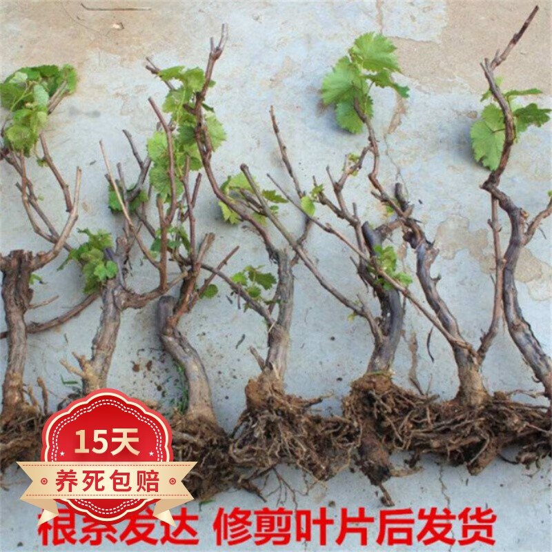 欧悟无籽葡萄树苗 3.5元 - 线报酷