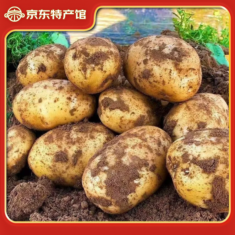 黔婆婆黄皮黄心粉面糯9斤土豆 11.8元 - 86线报