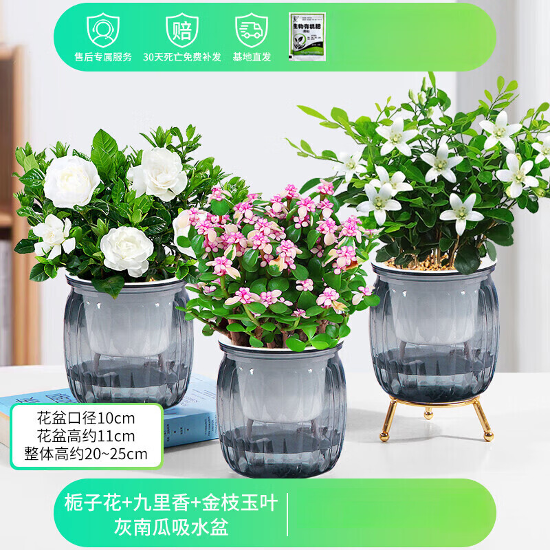 绿有意栀子花+九里香+金枝水培绿植套餐3棵含盆 12.4元 - 86线报 绿有意栀子花+九里香+金枝水培绿植套餐3棵含盆 12.4元 - 86线报