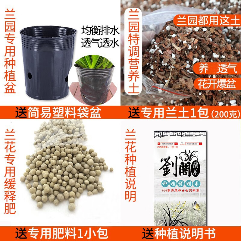 劉閣蘭花建兰七彩玲珑2苗带花苞含盆土肥说明书盆栽 7.07元 - 86线报