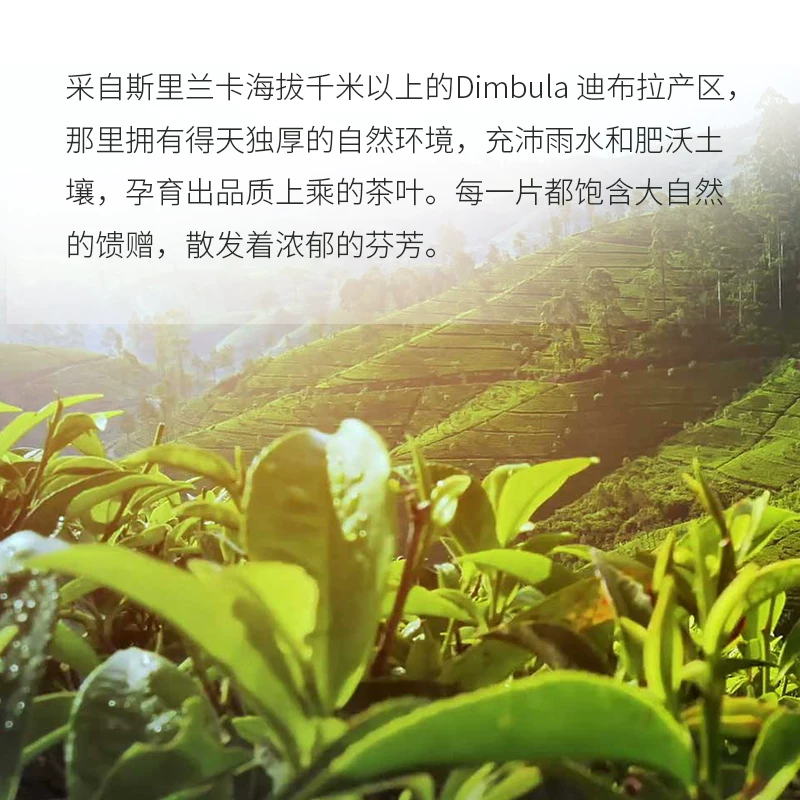 Steuarts Tea英式早餐锡兰红茶可冷泡25袋*盒 5元 - 86线报