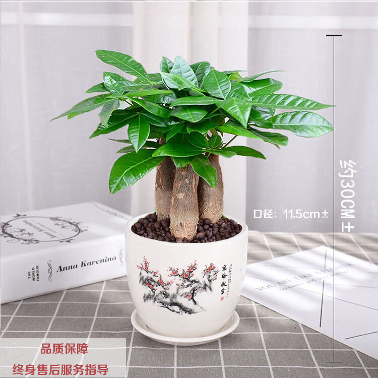 京喜发财树盆栽室内桌面绿植大发财树苗招财树吸甲醛植物单杆发财树 3.99元 - 86线报