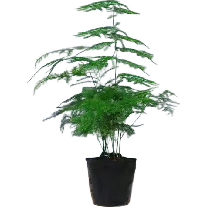 文竹盆栽绿植花卉室内客厅水培高度15-25cm1颗 0.99元 - 86线报