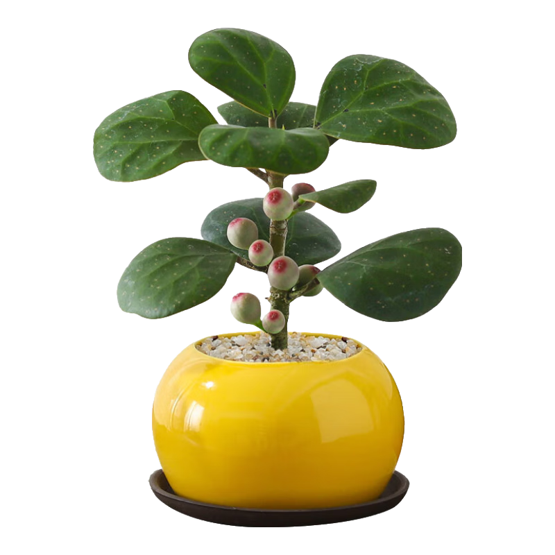 八芽小盼菩提盆栽 禅意黄盆 紫砂托盘 高15-25CM 13.8元 - 折送网 八芽小盼菩提盆栽 禅意黄盆 紫砂托盘 高15-25CM 13.8元 - 折送网