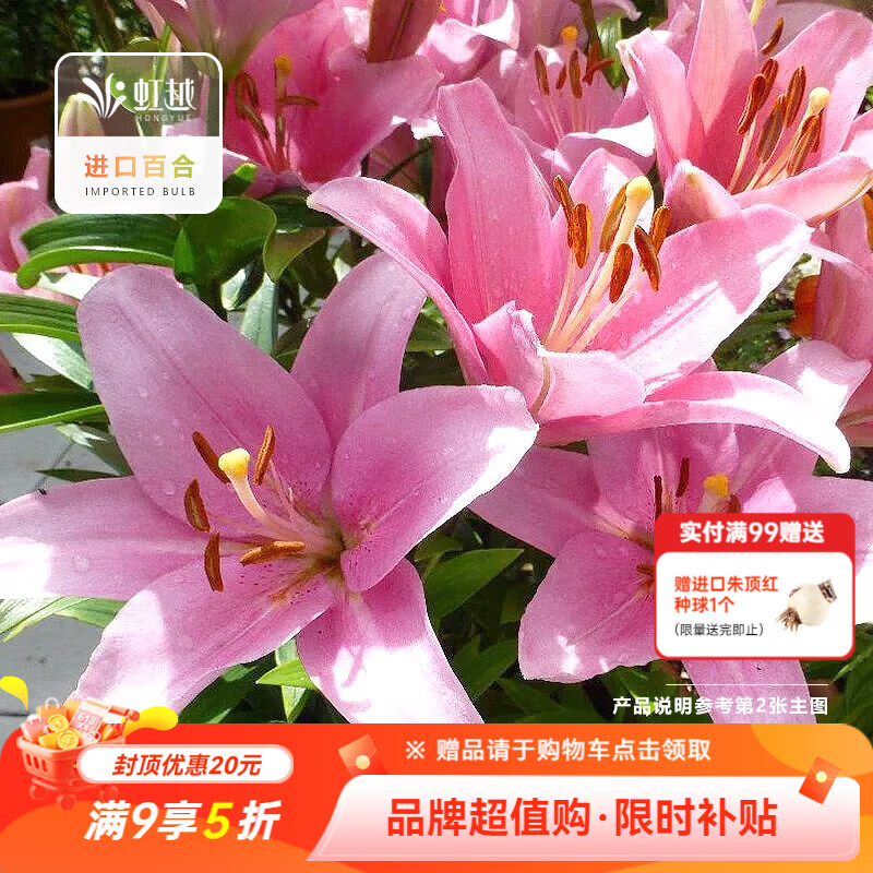 虹越进口百合种球3球东方香水百合花卉裸球布林迪西（12/14） 6.15元 - 86线报