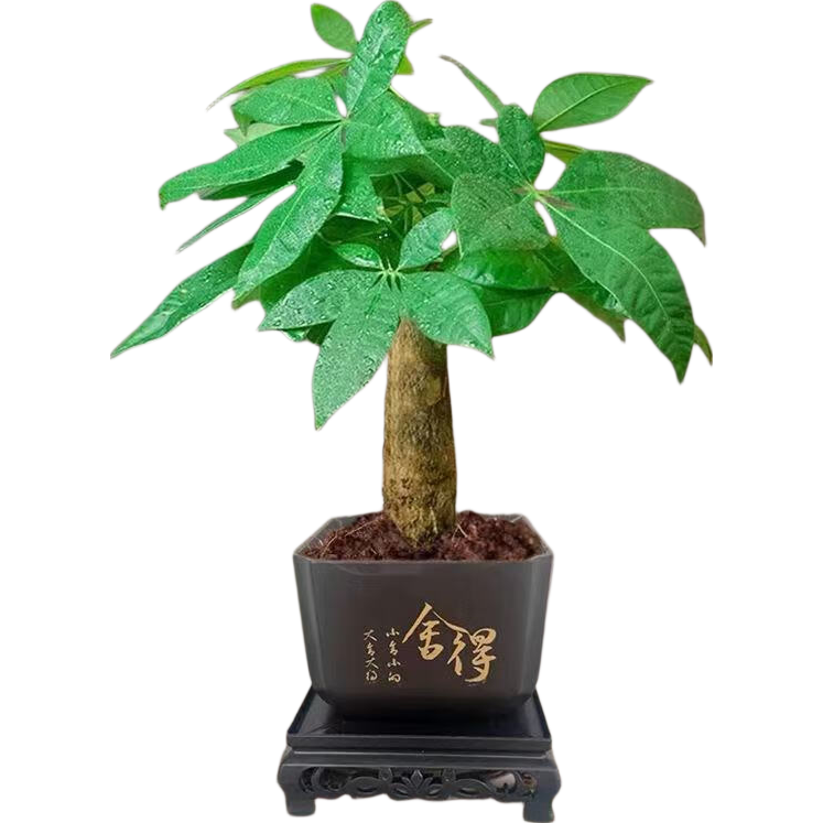 发财树盆栽绿植单杆塑料四方盆 1.49元 - 86线报