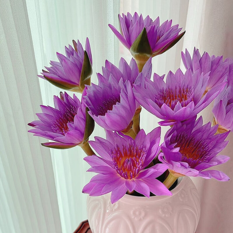 京东鲜花紫色睡莲10枝鲜切花 15.9元 - 86线报