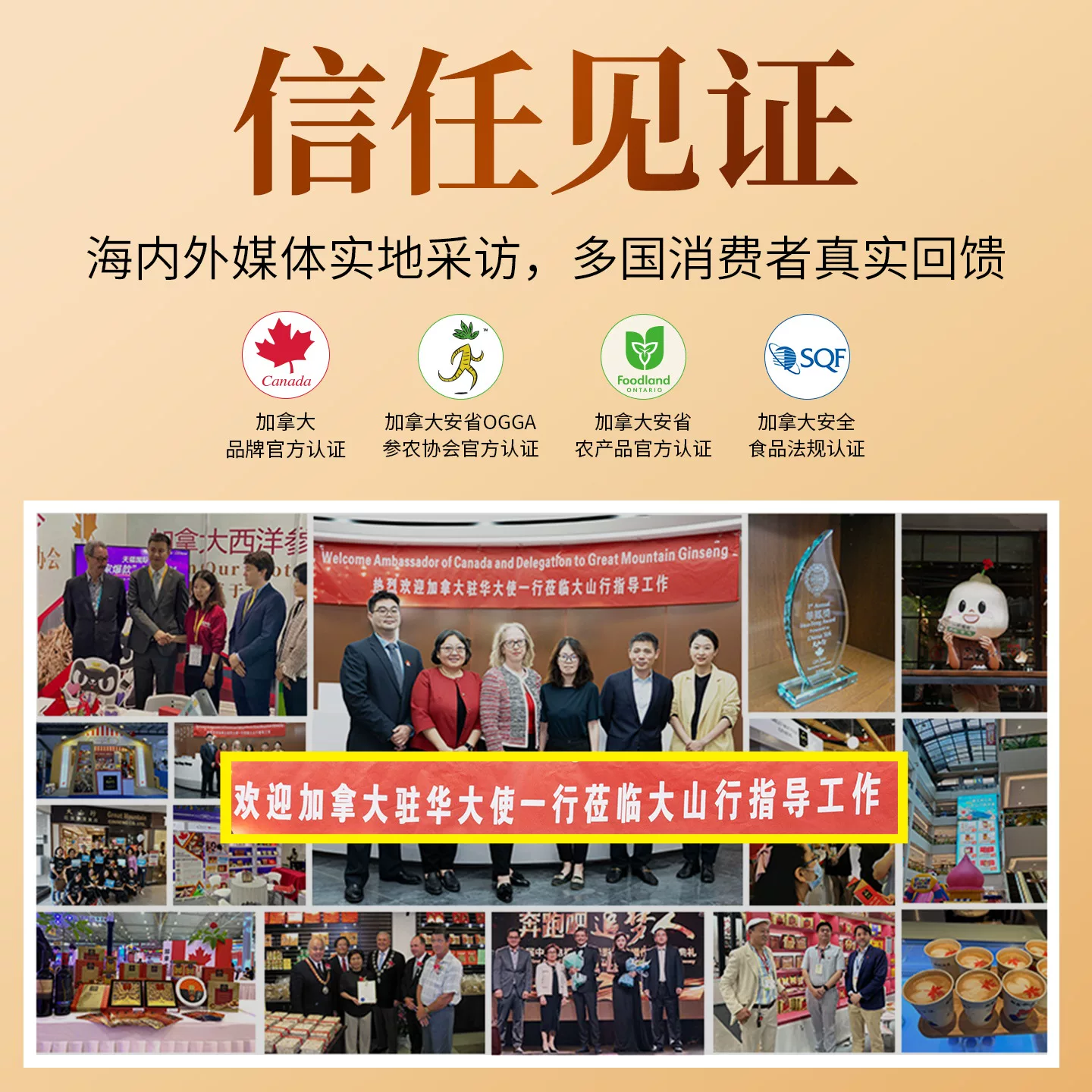 大山行 西洋参 泡参65爪参227g 加拿大花旗参 券后114元 - 86线报