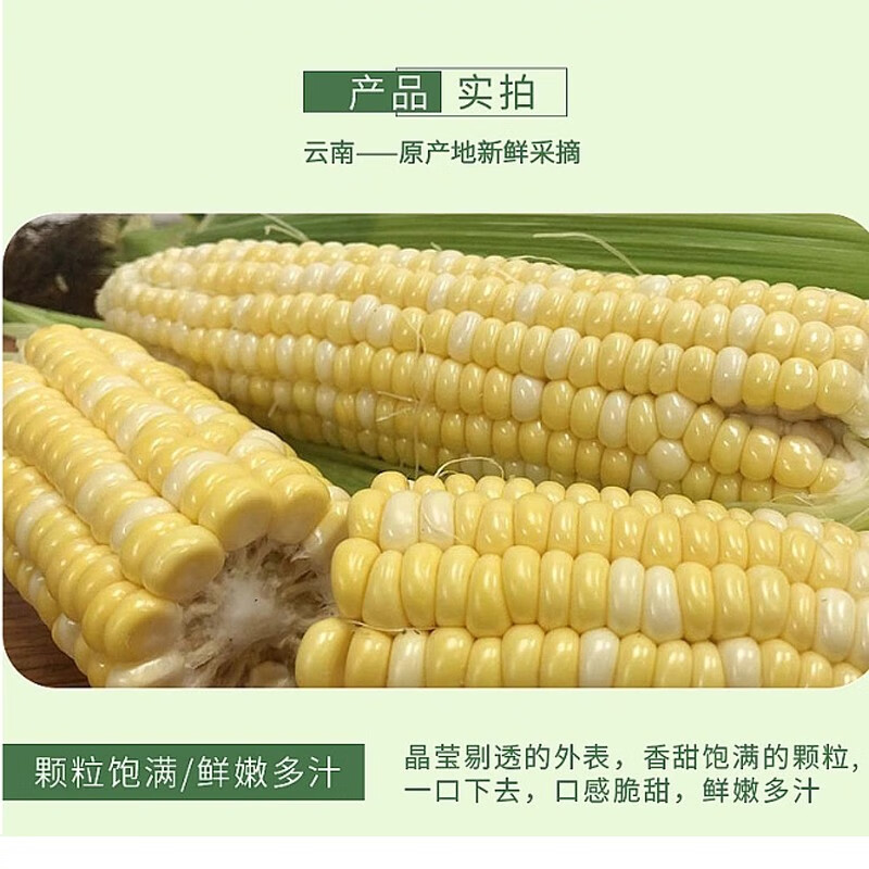 滇味十足 云南金银双色鲜玉米净重2斤 约2-3根 4.8元 - 86线报