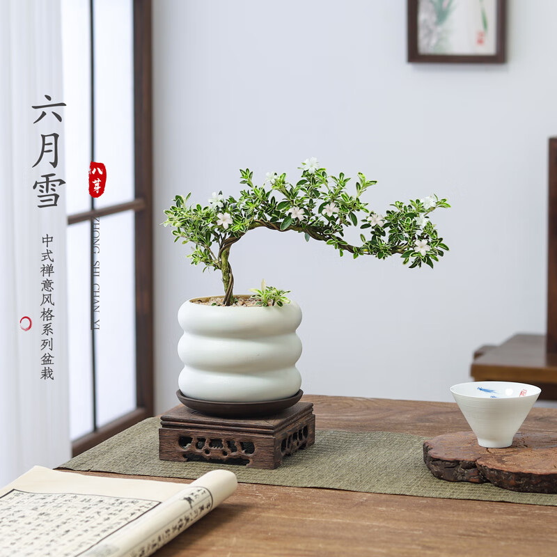 八芽悬崖盆栽六月雪-PVC小甜甜圈盆 6.83元 - 86线报