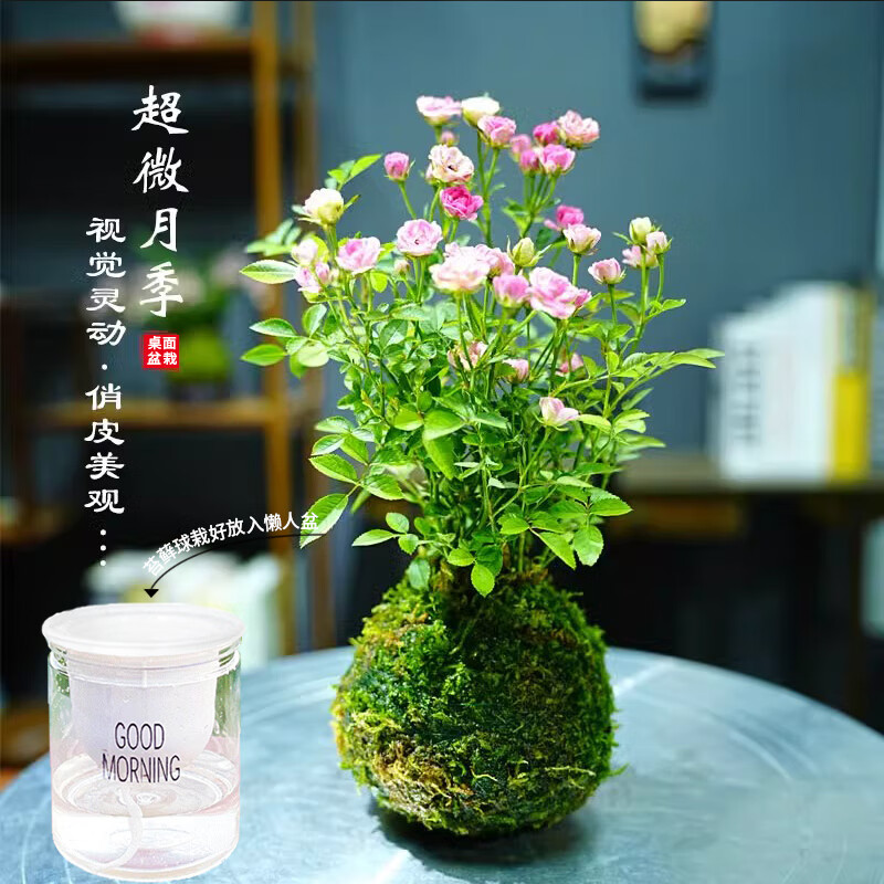 艾莹超微水培姬月季四季开花卉阳台桌面迷你小盆栽水中美人苔藓球植物粉色超微姬月季 9.9元 - 86线报 艾莹超微水培姬月季四季开花卉阳台桌面迷你小盆栽水中美人苔藓球植物粉色超微姬月季 9.9元 - 86线报