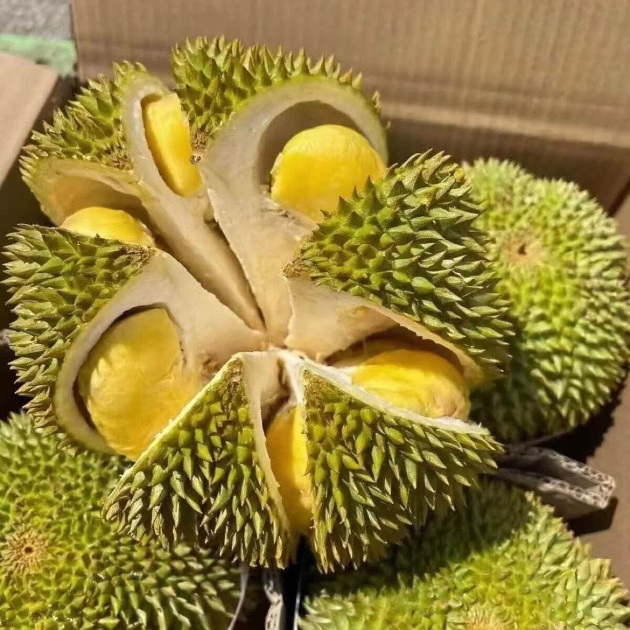 泰国老树金枕榴莲新鲜进口软糯香甜净重8-10斤整箱2-4个果 149元 - 线报酷
