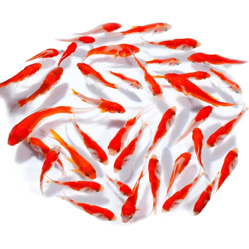 红白草金观赏鱼淡水鱼4-6cm买10条送10条 2.19元 - 86线报 红白草金观赏鱼淡水鱼4-6cm买10条送10条 2.19元 - 86线报