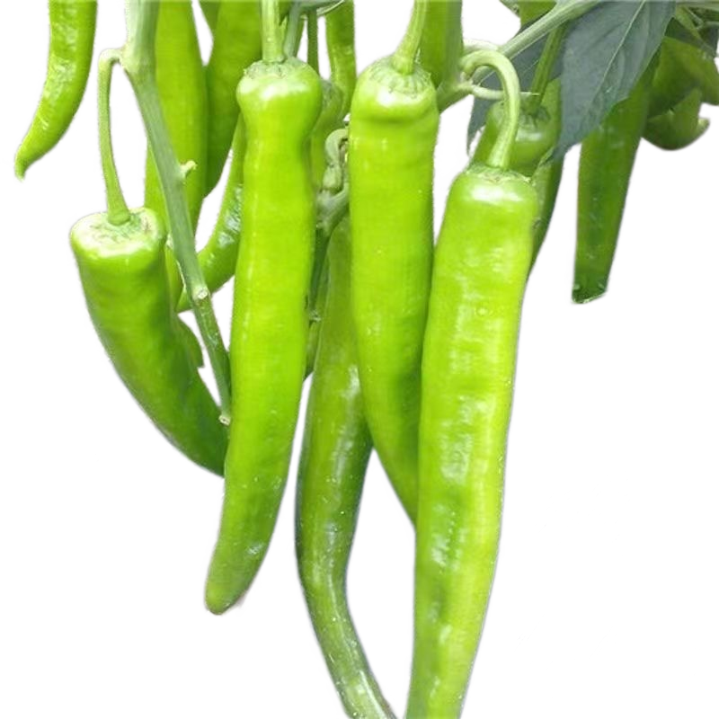 新鲜牛角椒青皮辣椒1斤 0.98元 - 86线报 新鲜牛角椒青皮辣椒1斤 0.98元 - 86线报