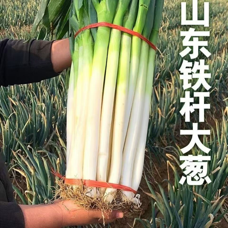 京喜山东大葱去皮裁半叶精选现挖现发3斤 2.5元 - 线报酷