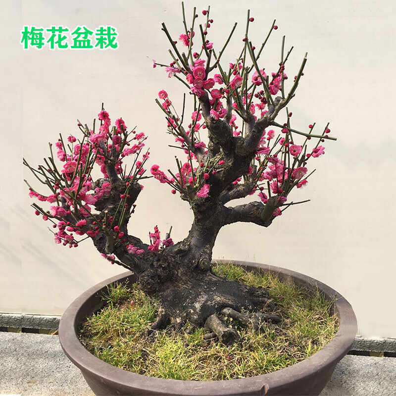 花竹恋红梅盆景树桩盆栽 16.8元 - 86线报