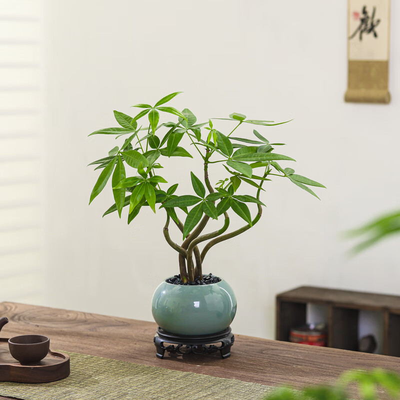 八芽五福发财树圆肚盆密胺托盘盆栽 12.9元 - 86线报