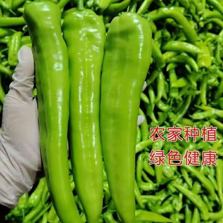 新鲜青尖椒生鲜辣椒蔬菜带箱2.5斤 1.24元 - 86线报