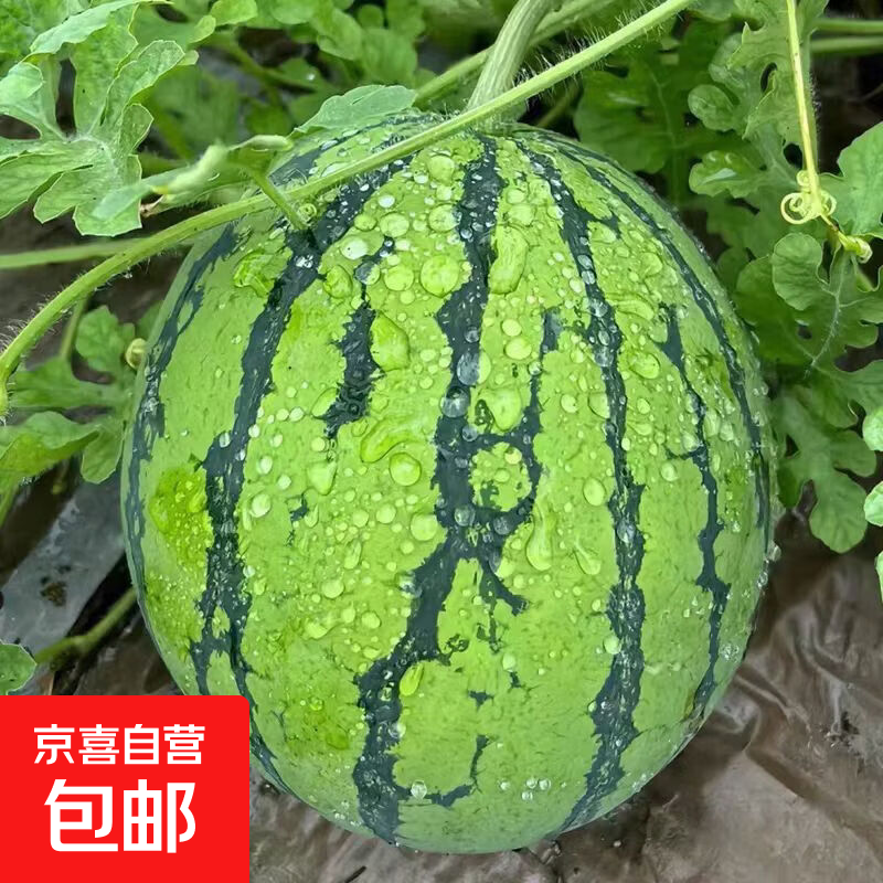 麒麟郭庙无籽西瓜8-10斤 20元 - 86线报