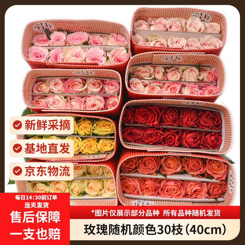 京东鲜花玫瑰30枝40cm随机色系 18.9元 - 86线报 京东鲜花玫瑰30枝40cm随机色系 18.9元 - 86线报